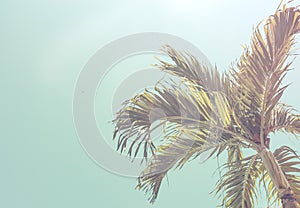 Bottom view of palm crown trees against a blue sky. ?inematic retro summer tropical background. Fluffy palm leaves