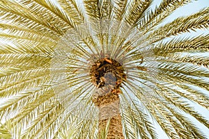 Bottom view on a palm tree with green leafs