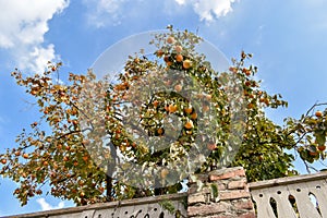 Bottom view of persimmon tree with ripe persimmons during autumn season. Fruit shortly before harvesting. Blue sky with