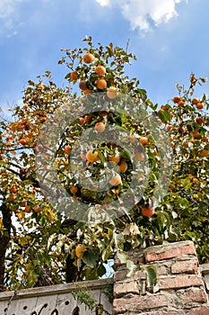 Bottom view of persimmon tree with ripe persimmons during autumn season. Fruit shortly before harvesting. Blue sky with