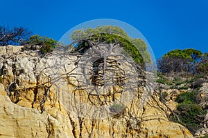 Bottom view of pine tree roots after landside