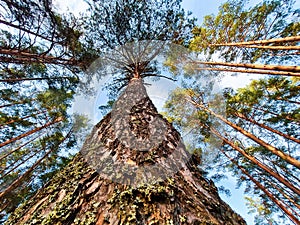 Bottom view of pine trunk. Tall trees in the summer forest. Ecology and environmental conservation concept