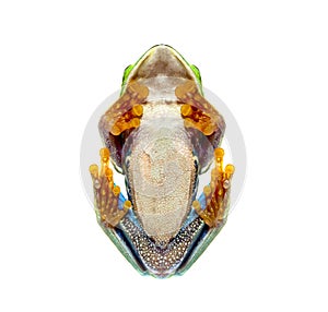 Bottom view of a Red-eyed tree frog, Agalychnis callidryas