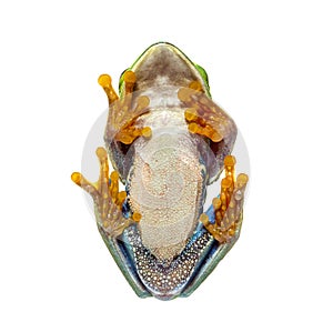 Bottom view of a Red-eyed tree frog, Agalychnis callidryas