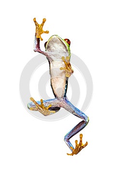 Bottom view of a Red-eyed tree frog walking