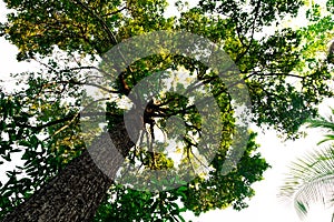 bottom view of Resak Tembaga tree in jungle and lighting of morning.forest and environment concept photo