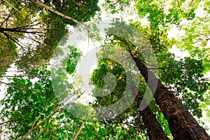 bottom view of Resak Tembaga tree in jungle and lighting of morning.forest and environment concept photo