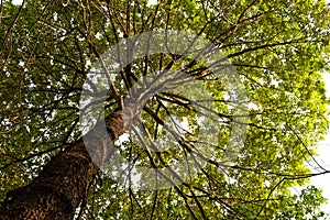 bottom view of Resak Tembaga tree in jungle and lighting of morning.forest and environment concept photo