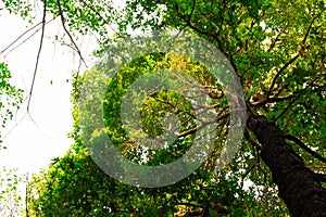 bottom view of Resak Tembaga tree in jungle and lighting of morning.forest and environment concept photo