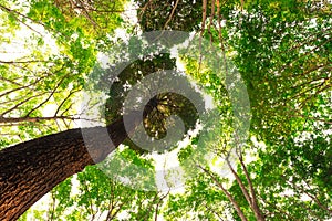 bottom view of Resak Tembaga tree in jungle and lighting of morning.forest and environment concept photo