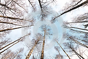 Bottom view of the sky in the forest
