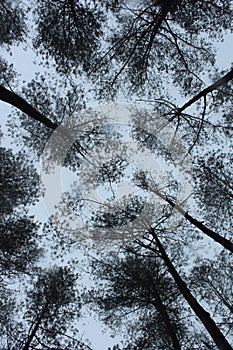 Bottom view of the sky in the forest shooted at sunny day photo