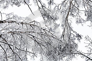 bottom view of snow-covered crowns of birch trees