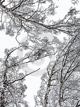 bottom view of snow-covered tops of birch trees