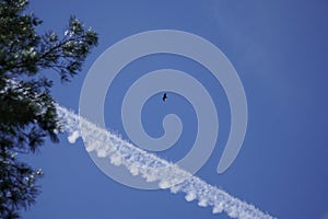 Bottom view of a soaring eagle against a blue sky. Bright sunny day. Wide wingspan