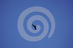 Bottom view of a soaring eagle against a blue sky. Bright sunny day. Wide wingspan