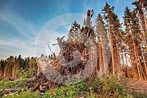 Bottom view of stump with roots