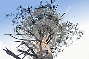Bottom view of tall old pine tree in forest, of the tops of pine tree