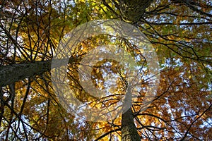 Bottom view of tall old trees