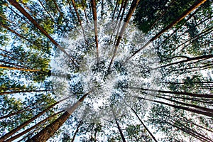 Bottom view of tall old trees in evergreen primeval forest