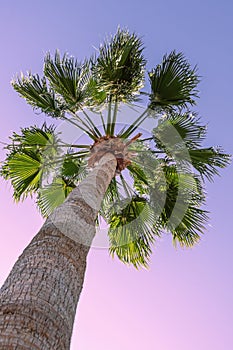 Bottom view of tall palm tree on abstract violet blue sky background