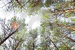 Bottom view of tall pine trees in evergreen primeval forest
