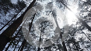 Bottom view of tall pine trees in Indonesia 3409 photo