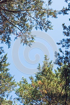 Bottom view of tall pine trees. Tree branches against the blue sky