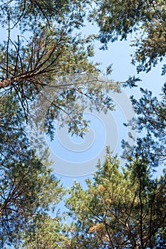 Bottom view of tall pine trees. Tree branches against the blue sky