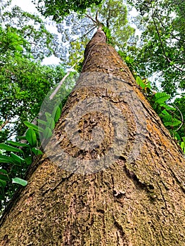 Bottom view of tall tree in tropical forest. Bottom view background of tree with green leaves and sun light in the the day. Tall