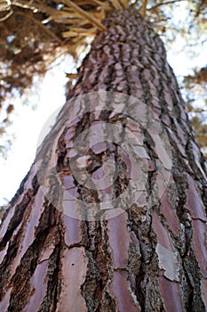 Bottom view of textured pine bark