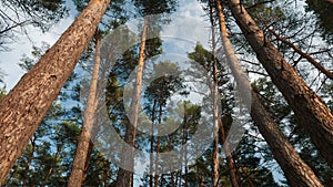 Bottom view to the tops of the pines trees in forest