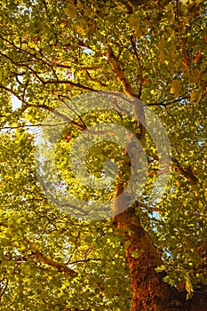 Bottom view of the top of tree in the autumn forest. Splendid colorful woodland. Beauty of nature concept background