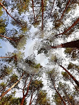 Bottom view of the tops of the pines against the background of the sky.