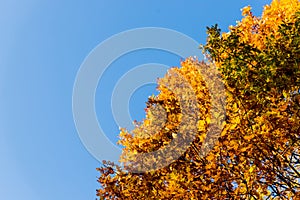 Bottom view of the tops of trees in the autumn forest. Splendid morning scene in the colorful woodland. autumn vivid