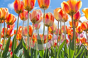 Bottom view transparant orange and yellow tulips with blue sky b