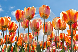 Bottom view transparant orange and yellow tulips with blue sky b photo