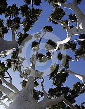 Bottom view of the tree