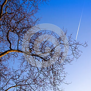 Bottom view on a tree branches on blue sky