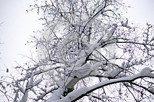 Bottom view on tree covered with snow after snowfall