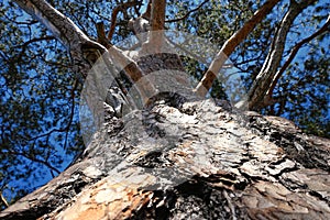 Bottom view of the tree crown