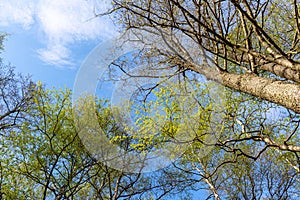 bottom view of the tree trunk and the blue clear sky. nature.