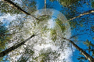 Bottom view of the treetops in the autumn forest. Autumn forest background. Trees with brightly colored leaves, red-orange trees