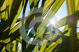 Bottom view of Tropical palm leaves with the sun on the top