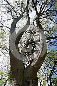 The unique bark and branches of American Beech tree