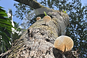 Bottom view of a white cap mushroom growing on the surface of a dead coconut trunk