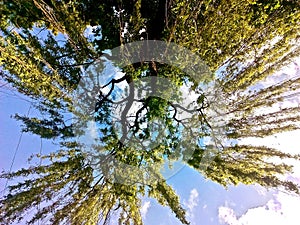 Bottom view of the willow crown against the sky
