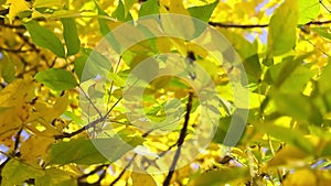 Bottom view of yellow-green leaves on trees. Fall. The wind shakes the tree branches.