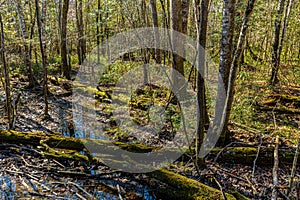 Bottomland Hardwood Forest