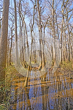 Bottomland, Hardwood Forest, Wetland in the Sun